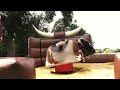 Andrew Beef Johnston answers your questions riding a bull