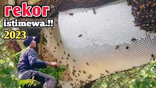 ciri khas madu super sarang istimewa #honeyhunting #apisdorsata