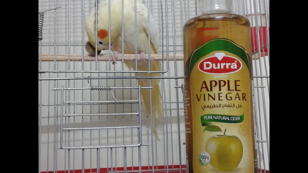 علاج فاش الطيور بواسطة خل التفاح الطبيعي.