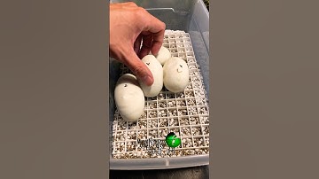 🐍 I see movement! 🧪 #molinarosnakelab #ballpython #shorts #snakebreeder #eggs #snakeeggs #reptiles