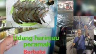 Mancing kolam udang harimau simpang tiga * hari hari mau .