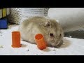 ПРОГУЛКА ХОМЯКА / ИГРОВАЯ ПЛОЩАДКА ДЛЯ ХОМЯКА /Hamster Playground