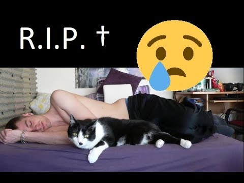 MEINE KATZE JOEY