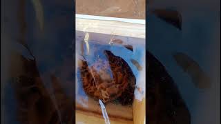 " Revisando meu Enxame de abelha droryana que se encontrava dentro de um fogão Zinho de plástico"