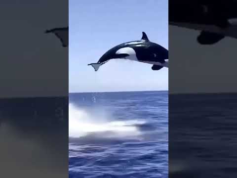 الحوت الابيض والاسود 