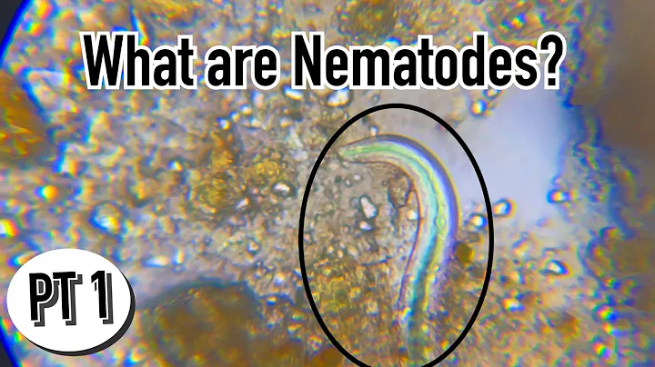 The Function of Microbes_ Nematodes / Organic Farming Education Using The Soil Food Web