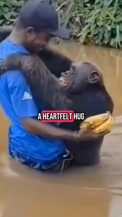 Chimp recognizes former caregiver after years apart 🥺