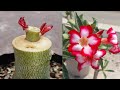 How to simple grafting on adenium plant  desert rose