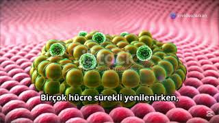 Vücudunuz Her 7 Yılda Bir Kendini Yeniliyor Mu?