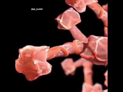 الحويصلات الهوائية 