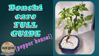Beginner's guide to maintaining Bonchi - from beginning to end plus pest controls