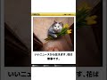 【動物ボケて】【要】可愛い動物たちに声をあててみた　#アフレコ #shorts #short