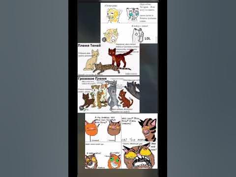Мемы коты воители 😉 - YouTube