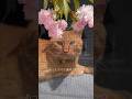 【花見猫】4月19日うちの桜満開🌸 #かわいい猫 #cat #猫のいる暮らし #桜