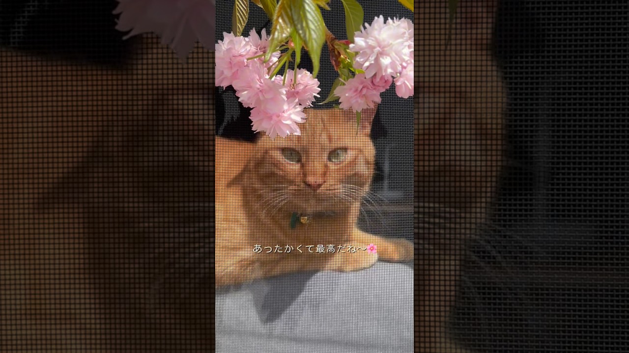 【花見猫】4月19日うちの桜満開🌸 #かわいい猫 #cat #猫のいる暮らし #桜