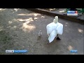 В Гатчине овдовевший лебедь в одиночку воспитывает единственного уцелевшего птенца