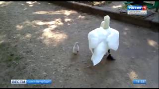 В Гатчине овдовевший лебедь в одиночку воспитывает единственного уцелевшего птенца В Гатчине овдовевший лебедь в одиночку воспитывает единственного уцелевшего птенца