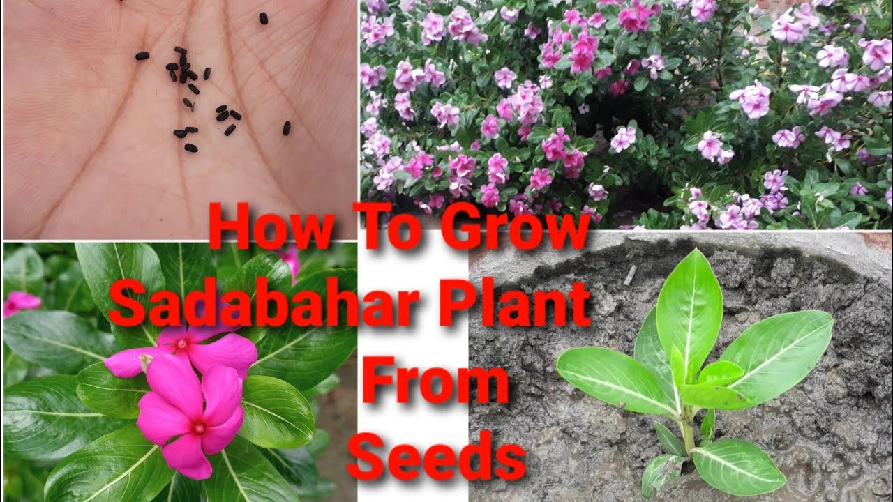 How To grow sadabahar/Vinka plant from Seeds/নয়নতারা ফুলের বীজ থেকে