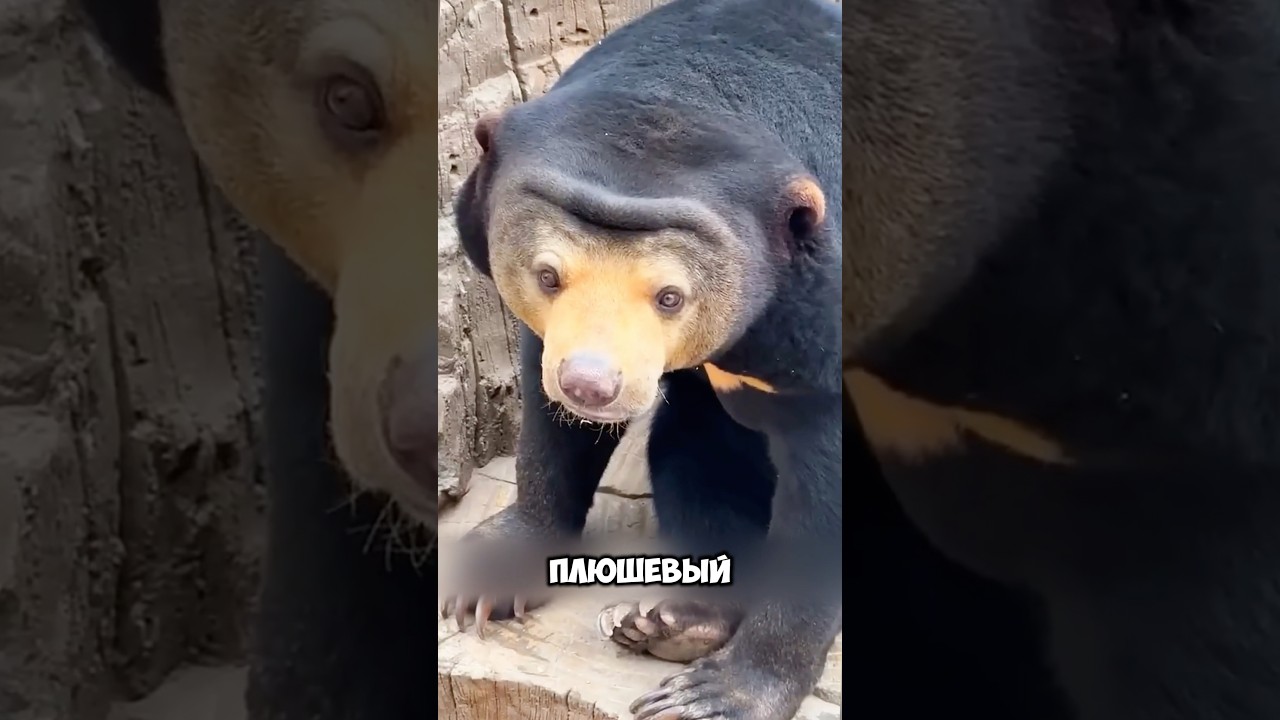 Зверь похож на героя мультфильма 🥹 🐻 