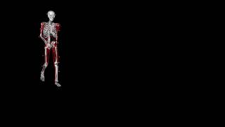 Armswing simulation with arm muscle excitations