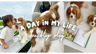 WE'RE IN A BOOK!! // Weekly Vlog Follow Us Around Cavalier King Charles Spaniel by Herky The Cavalier 2,191 views 8 months ago 5 minutes, 21 seconds