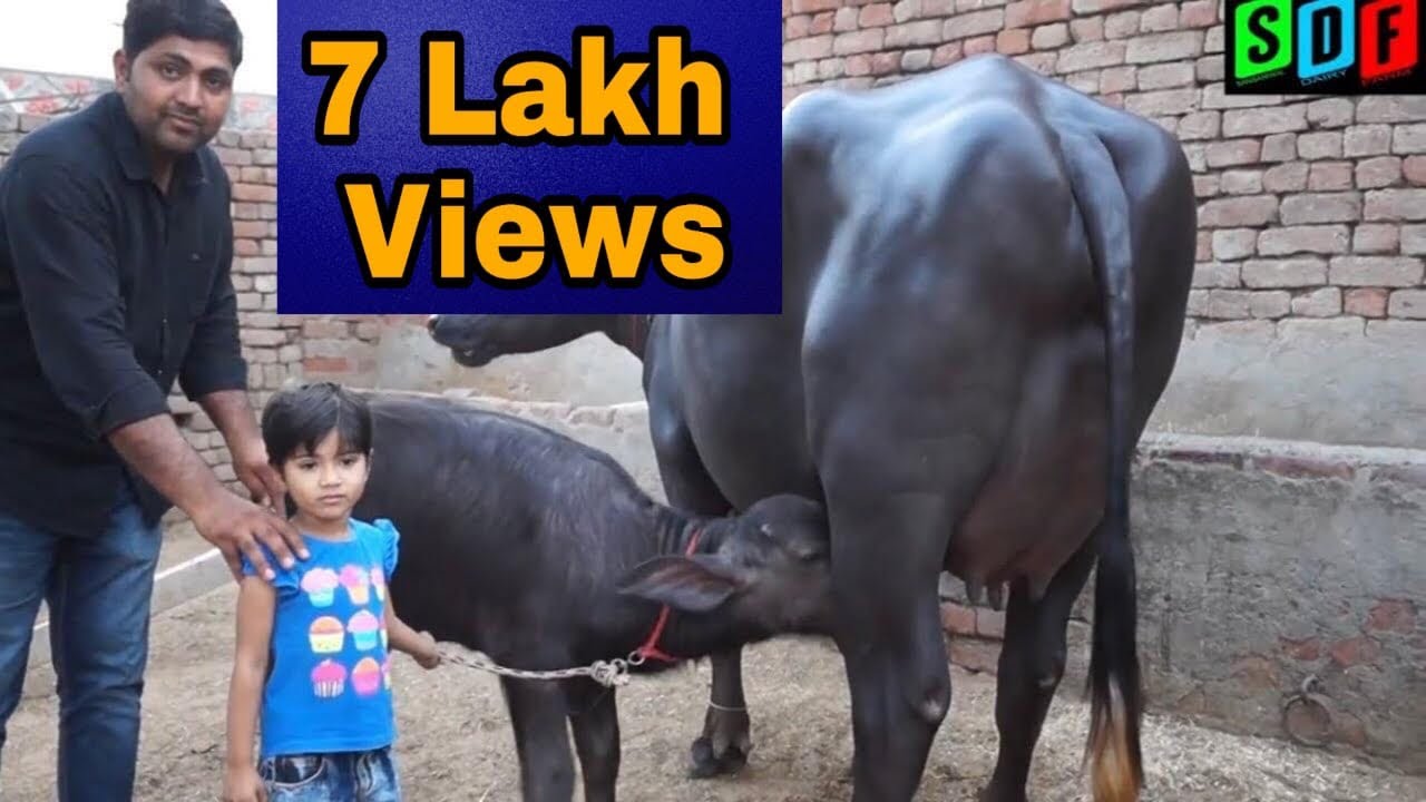 21 Kg Milk || Super Murrah Buffalo || 6 Teeth || Milk + Beauty || In Haryana Village