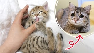 ENG) The growth of a twomonthold kitten into a fine adult cat. 【Shima's 1st Birthday】