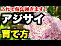 ◆毎年満開!【アジサイ】簡単な育て方🪴