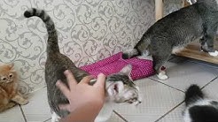 ADOPSI KUCING GRATIS??!! - Durasi: 9.30. 