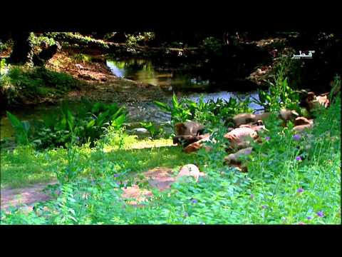 زمان الوصل الحلقة 19