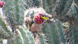 Video thumbnail of "Its Dinner Time for (Barika Hel)Yellow Belly Bird of Curaçao"