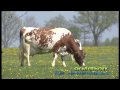 Red Holstein cattle in de Achterhoek, The Netherlands