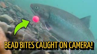 UNDERWATER: How Trout ACTUALLY React to Soft Beads! screenshot 5