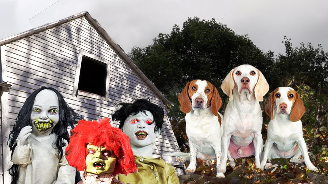Dogs Find Haunted House in the Woods...Full of Zombie Kids!  Funny Dogs Maymo, Potpie & Indie