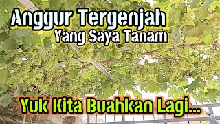 Download Lagu GENJAH nya luar biasa,Sangat mudah membuahkan anggur ini bagi pemula sekalipun MP3