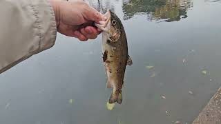 November 2025  Stock Trout Fishing 
