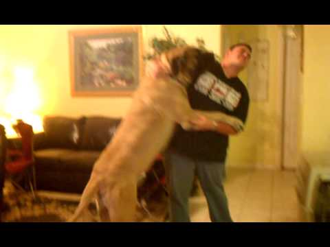 english-mastiff