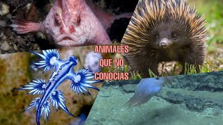 ANIMALES QUÉ NO CONOCÍAS/Wastercono/ (AW)