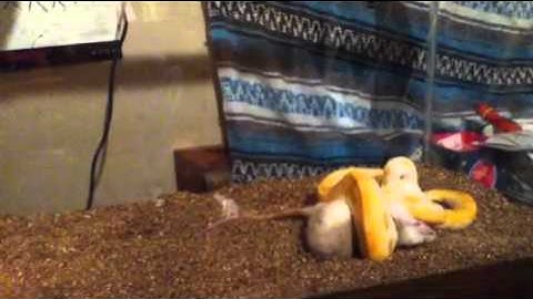 Albino Burmese Python vs large Rat