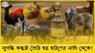 পৃথিবীর দামি সুগন্ধি কস্তুরী তৈরি হয় হরিণের নাভি থেকে! Perfume | Musk Deer | Bulletin Barta