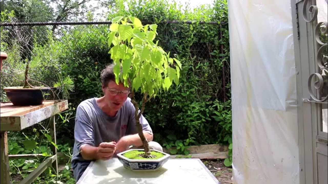 Poinsettia Bonsai, June 2014 - YouTube