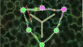 세포전쟁 2 (Tentacle Wars : Purple Menace) screenshot 1