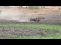 Painted Dogs vs Hyaena