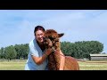 Alpaca world in Koewacht #118