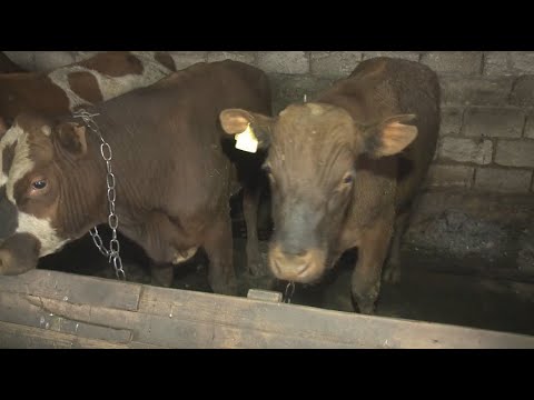 Вспышка бруцеллёза произошла