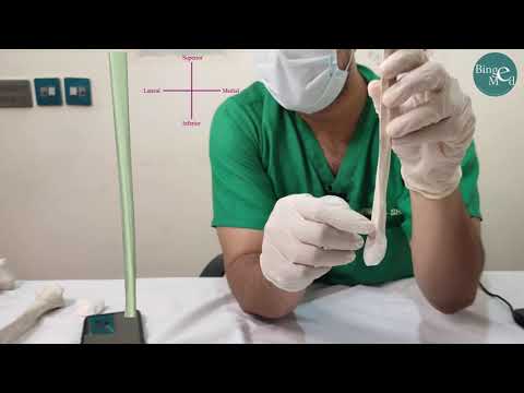 Fibula-Side determination
