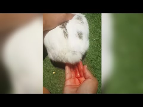 mi CONEJO MENSTRUA 🤨 🐰 porque SANGRA mi CONEJO 😱🐇