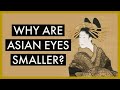 Why east asian eyes are smaller relatively  optometrist explains