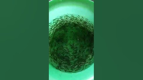 Giống cá đối #shorts