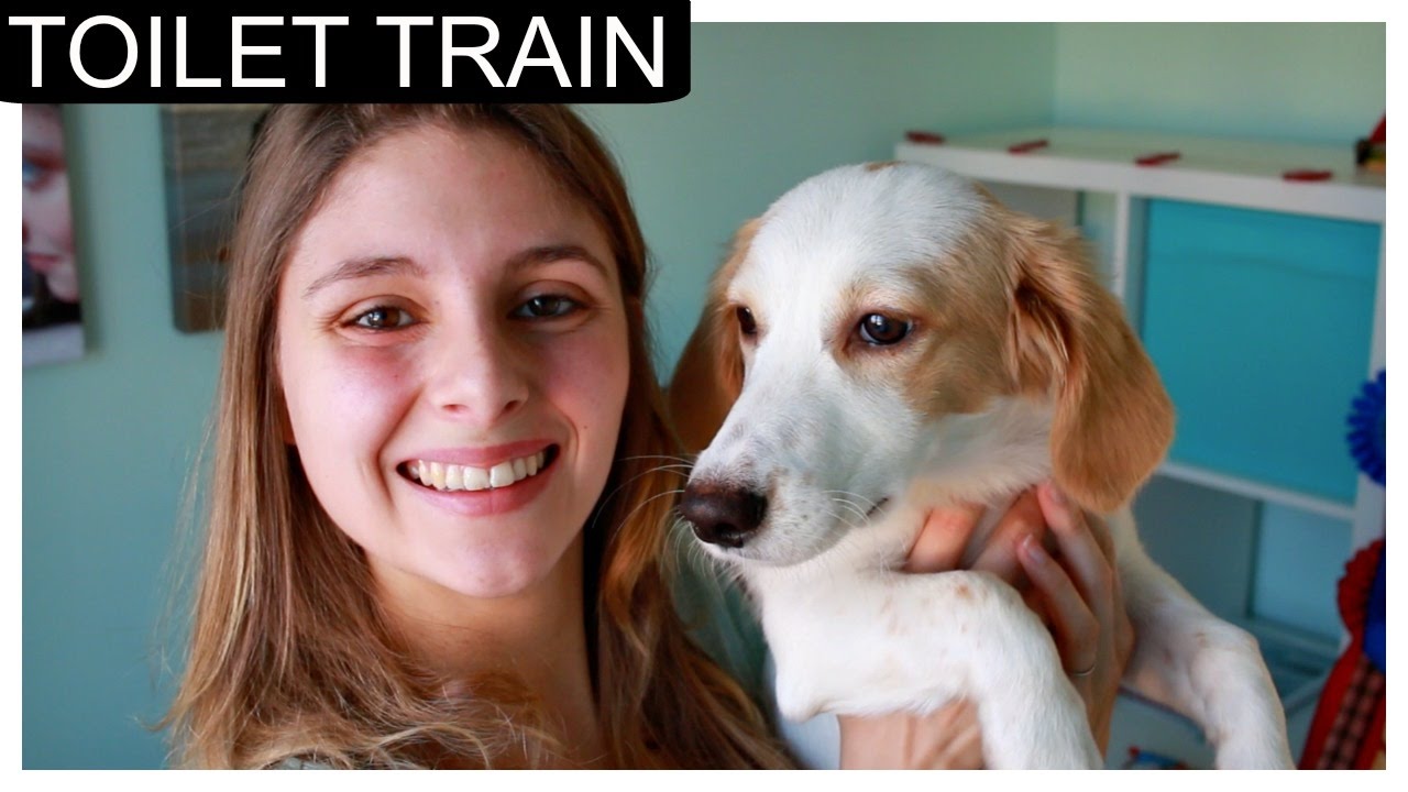 How to toilet train a puppy to go outside YouTube